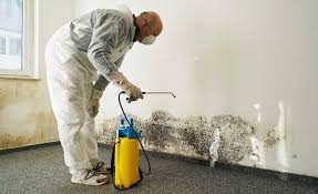 Reliable Polk City, IA Mold Removal Services Solutions