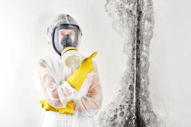 Why You Should Choose Our Mold Remediation Services in Polk City, IA